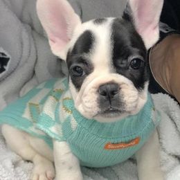 French Bulldogs from Down South Bullies