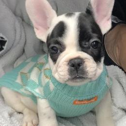 French Bulldogs from Down South Bullies