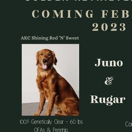 Cavalier King Charles Spaniels and Golden Retrievers from Emerald Grove Puppies