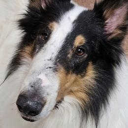 Collies from Kling Valley Standard Poodles/Echo Wind Collies