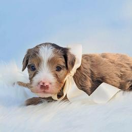 Bluebell - Chocolate merle female Bernedoodle puppy in Russell Springs, Kentucky from 270 Doodles