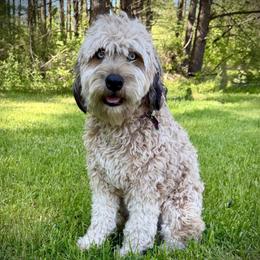 Luna - Whoodle