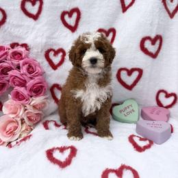 Chestnut - Red  male Goldendoodle puppy in Roseburg, Oregon from Dbos Furry Friends