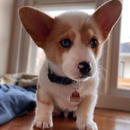 American Corgis and Pembroke Welsh Corgis from Blacketers Corgis