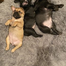 French Bulldog Puppies from Breakfast with Frenchies