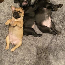 French Bulldog Puppies from Breakfast with Frenchies