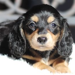 Calamity Jane - Black and cream female Dachshund puppy in Azle, Texas from American Dachshunds