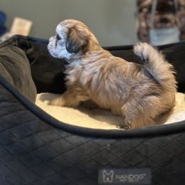 Shichon Puppies from Great Lakes Teddy Bear Dogs