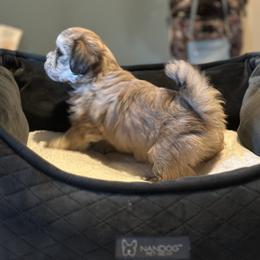 Shichon Puppies from Great Lakes Teddy Bear Dogs
