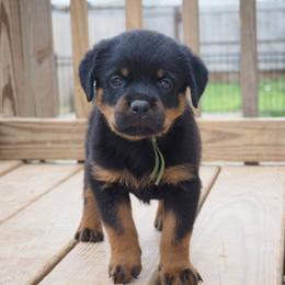 Girl 2 - Black and mahogany female Rottweiler puppy in Cleveland, Texas from Vom Haus Fantasy Rottweiler Kennel