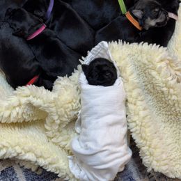 Girl 2 - female Miniature Schnauzer puppy in Bullard, Texas from Black Gold Miniature Schnauzers