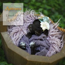 Poodle Puppies from Flourishing Fancies