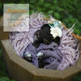 Poodle Puppies from Flourishing Fancies