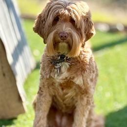 Tiger - Australian Labradoodle