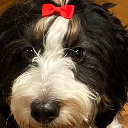 Jade - Bernedoodle