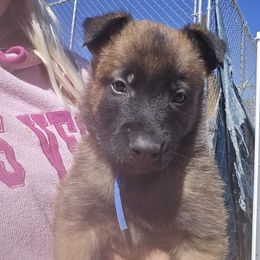 Echo-blue collar male - Fawn male Belgian Malinois puppy in Fredonia, Arizona from Zion Malinois
