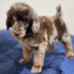 Poodle puppies from Daisy’s  Doodles11