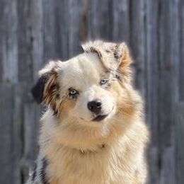 Miniature Australian Shepherds from Mossy Mountain Aussies