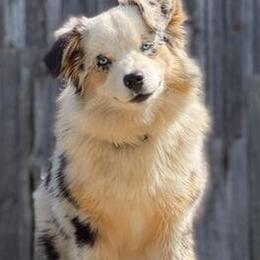 Miniature Australian Shepherds from Mossy Mountain Aussies