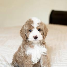 Parker - Red  male Goldendoodle puppy in Sallisaw, Oklahoma from Huddle Puppies