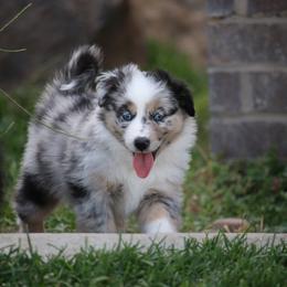 Australian Shepherd, Miniature American Shepherd, Miniature Australian Shepherd, and Toy Australian Shepherd Puppies from Painted Blue Aussies