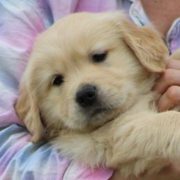 Golden Retriever Puppies from OPK GOLDENS