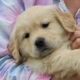 Golden Retriever Puppies from OPK GOLDENS
