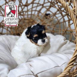 Minnie - Black tan and white female Biewer Terrier puppy in California from Corazon de gigante