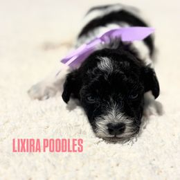 Doja - Parti female Poodle puppy in Sumter, South Carolina from Lixira Poodles