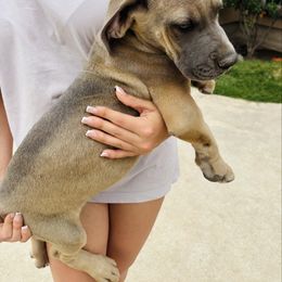 Fawn girl 3 - Fawn Great Dane puppy in Devine, Texas from Texas Devine Danes & Aussies