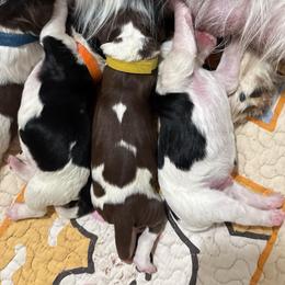 Meredith - Liver and white female English Springer Spaniel puppy in Borrego Springs, California from Desert Willow Kennel