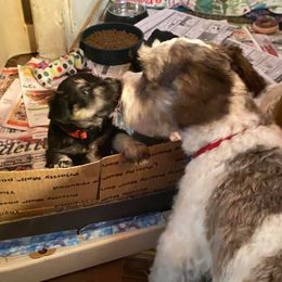 Miniature Schnauzers from Whodeenys