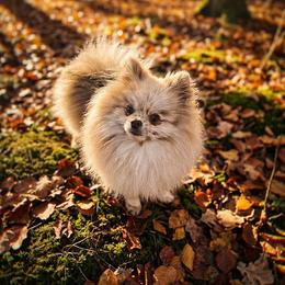 Mochi - Pomeranian