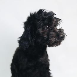 Westley - Black male Goldendoodle puppy in Pleasant Grove, Utah from Canterbury Canines