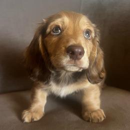 Tommy - Chocolate and tan male Dachshund puppy in Highland, California from BAES Teufelshunde