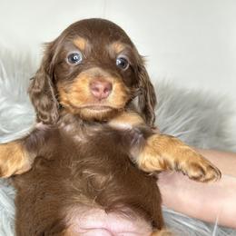 Dachshund Puppies from That Beautiful Dachshund