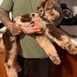 Wendy - Merle female Goldendoodle puppy in Eureka, California from North Coast Doodles