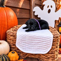 Purple girl - Black female Labrador Retriever puppy in Lake City, Michigan from Loon Lake Labradors