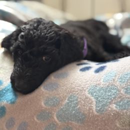 Goldendoodle Puppies from Daisy’s Doodles