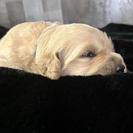 Congo - Golden male Golden Retriever puppy in Adair, Oklahoma from Rejoice Retrievers