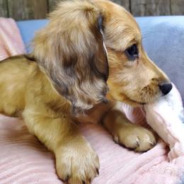 Caroline - Cream female Dachshund puppy in Mountain Grove, Missouri from Callaway Country Dachshunds