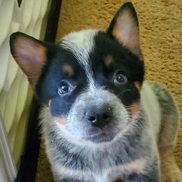 Full mask f2 - Blue speckled female Australian Cattle Dog puppy in Lenoir, North Carolina from Blue Coyote Ranch