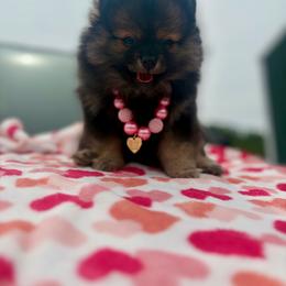 Wolf sable - Wolf sable female Pomeranian puppy in Maynardville, Tennessee from Knox Posh Poms