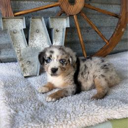 Mary Ann - Blue merle female Miniature Australian Shepherd puppy in Checotah, Oklahoma from Wild Outlaw Aussies