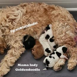 Goldendoodle puppies from Grace N Faith Doodles