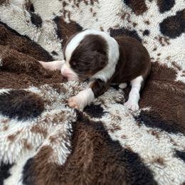Miami - Red female Aussiedoodle puppy in Cleveland, Tennessee from C&S Kennels