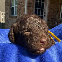 Yellow Collar - Phantom male Poodle puppy in Huntsville, Alabama from Flint River Poodles