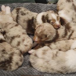 Australian Shepherds from Four Winds Australian Shepherds