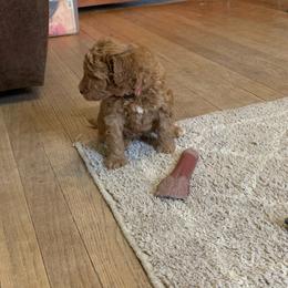 Bullet - Apricot male Goldendoodle puppy in Haddam, Kansas from Golden B Acres
