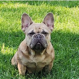 SAGE - French Bulldog